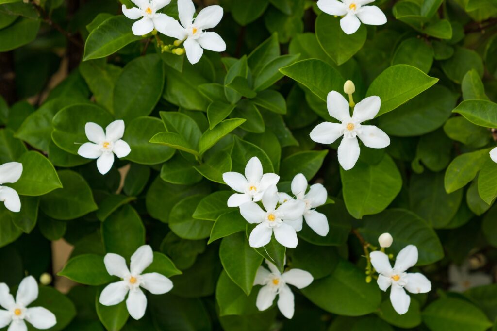 Jasmine flowers and leaves as background